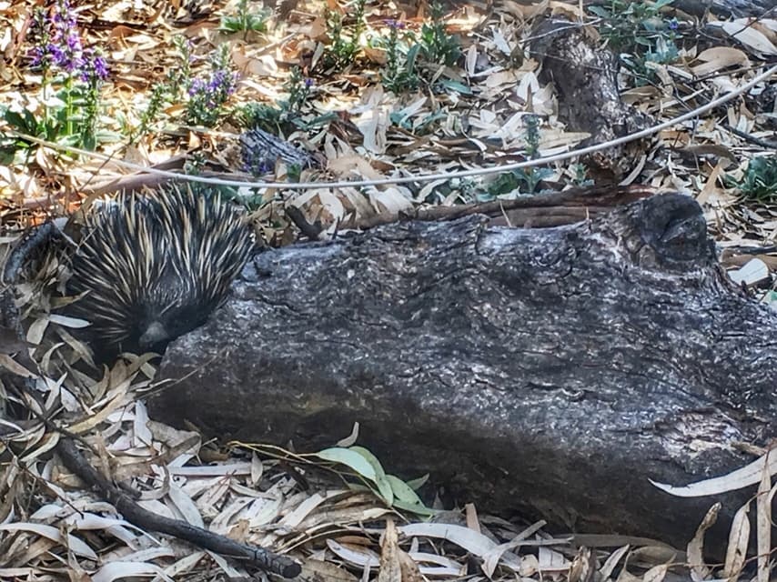 Can you see the porcupine?