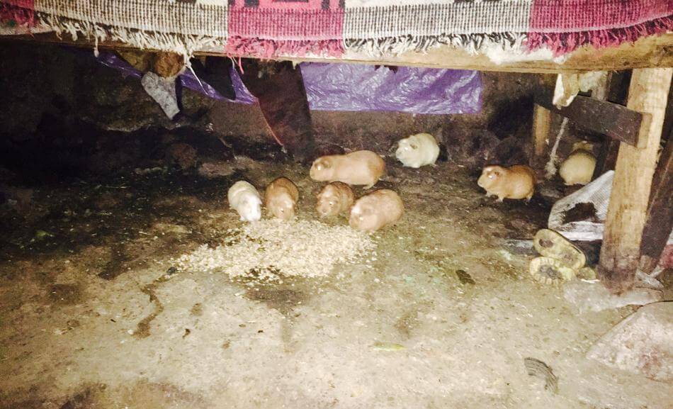 Guinea Pigs are pets, they're also food!