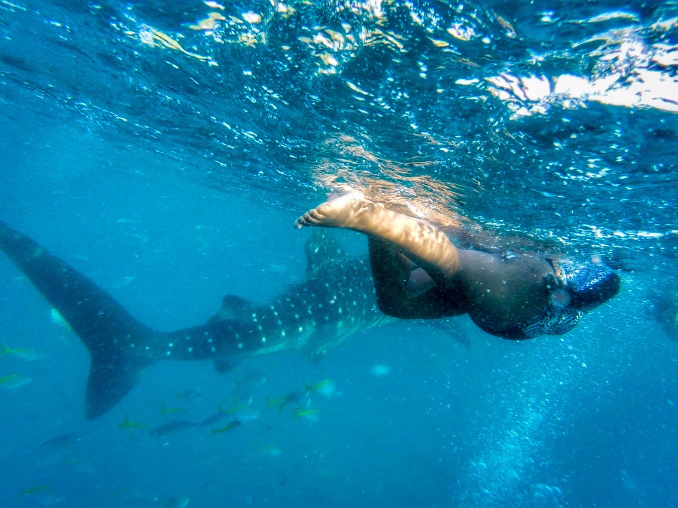 meredith freedive whaleshark cebuisland